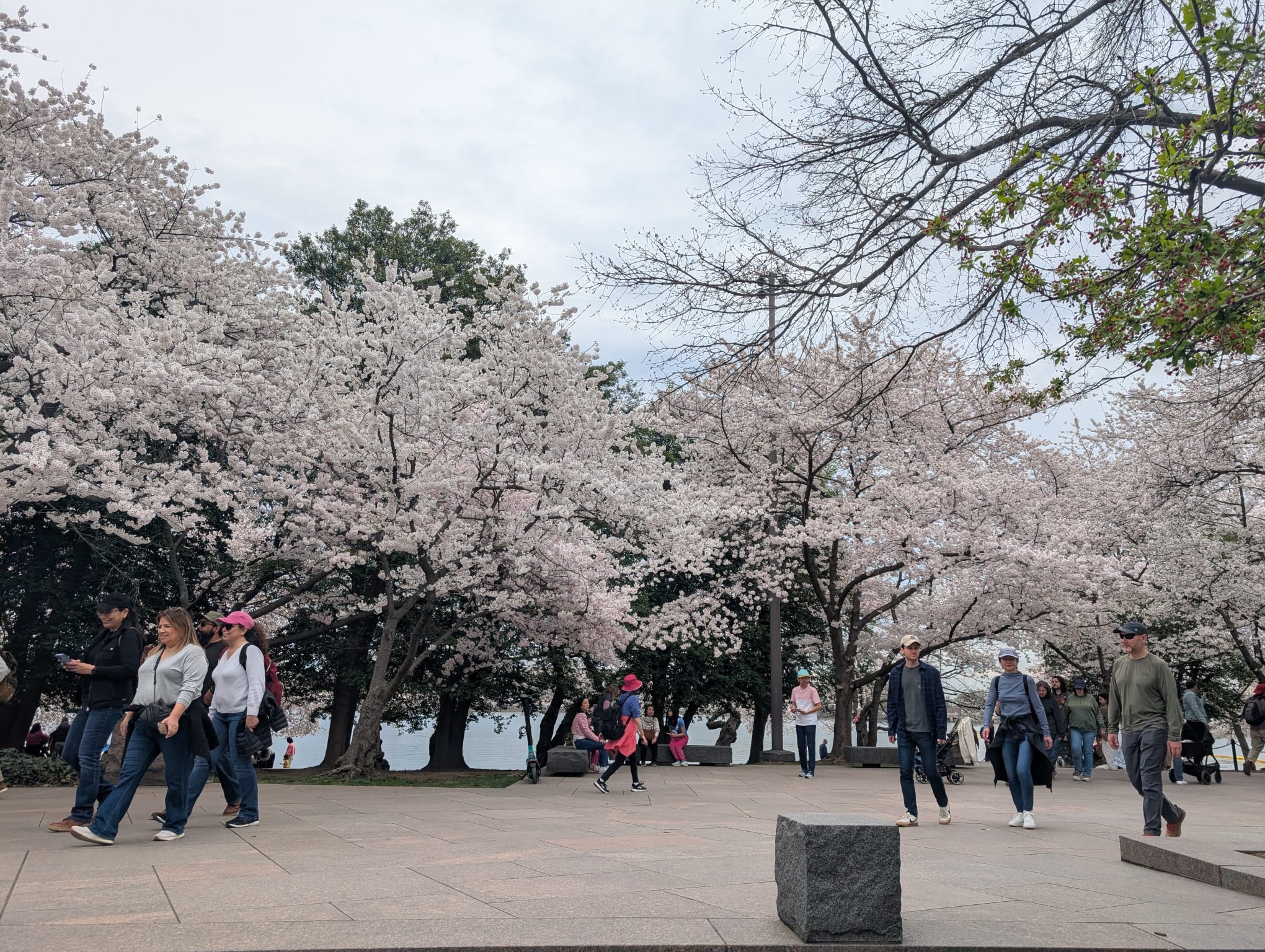 Cherry_Blossom_trip