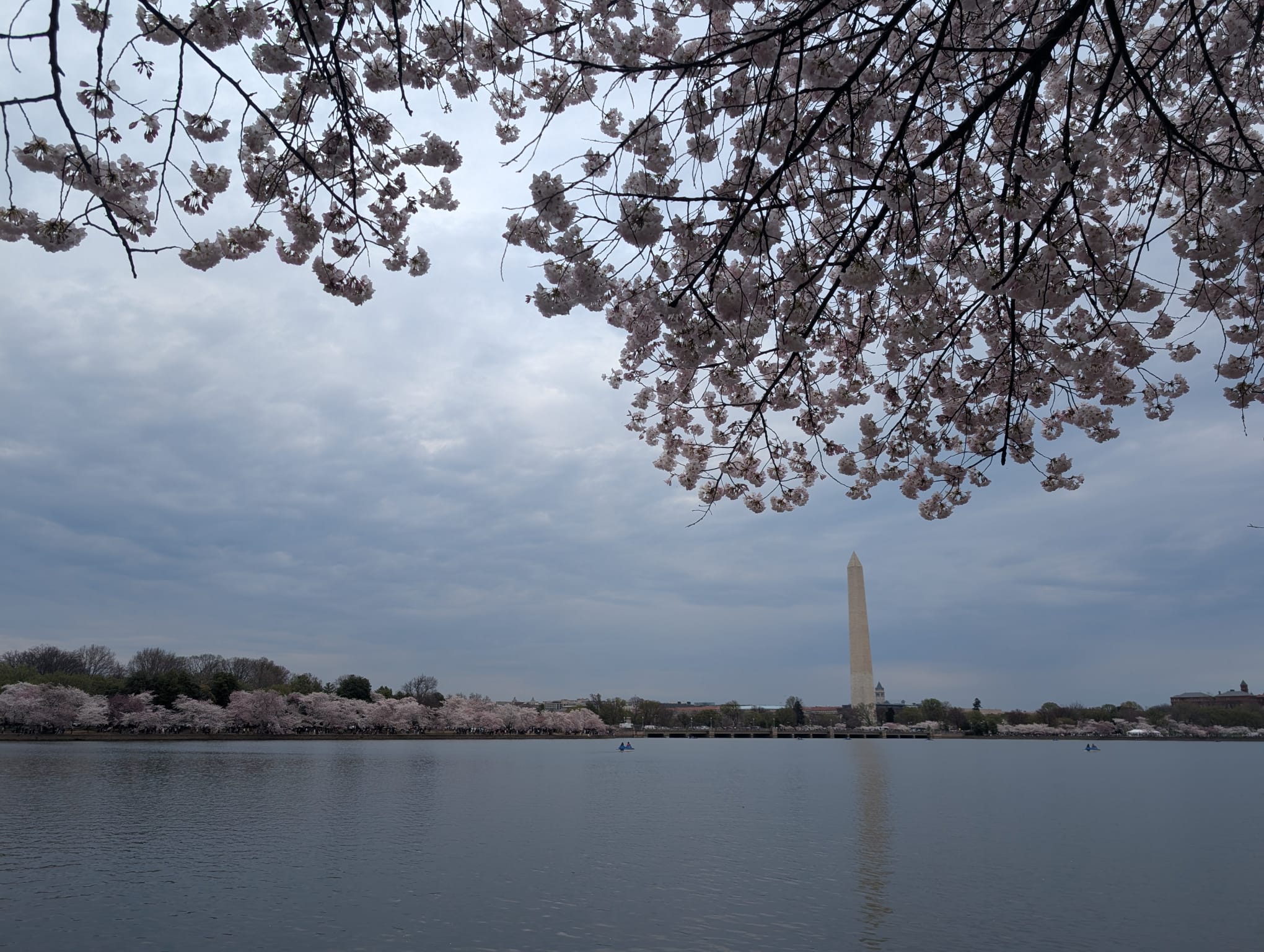 Cherry_Blossom_trip