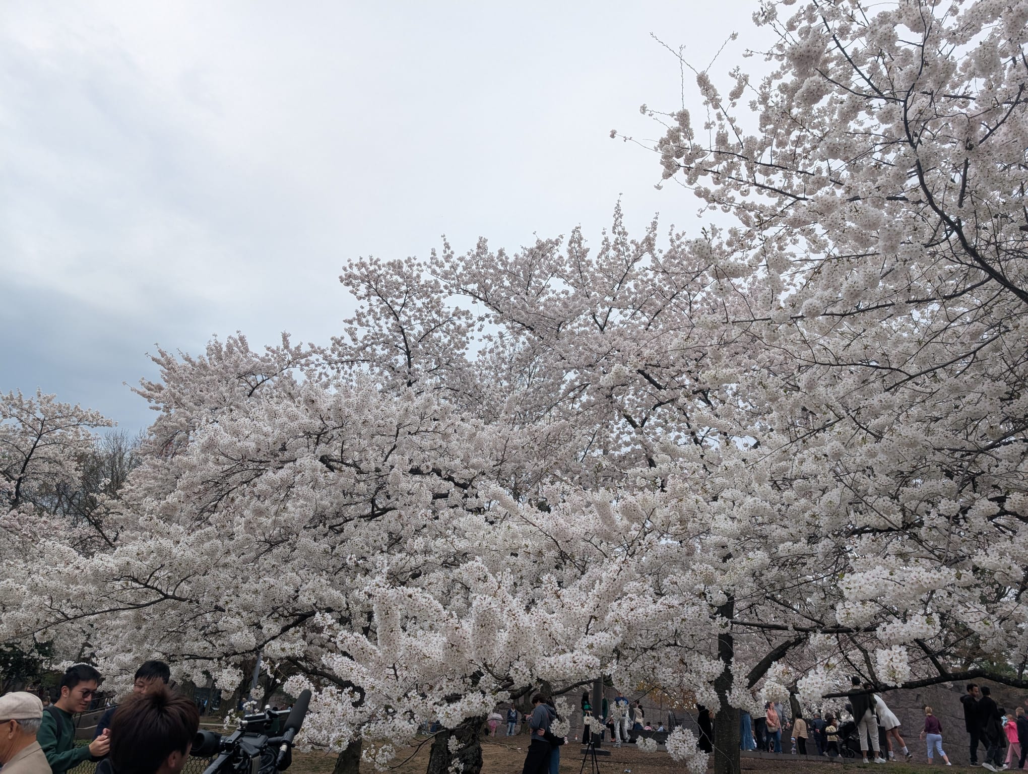 Cherry_Blossom_trip