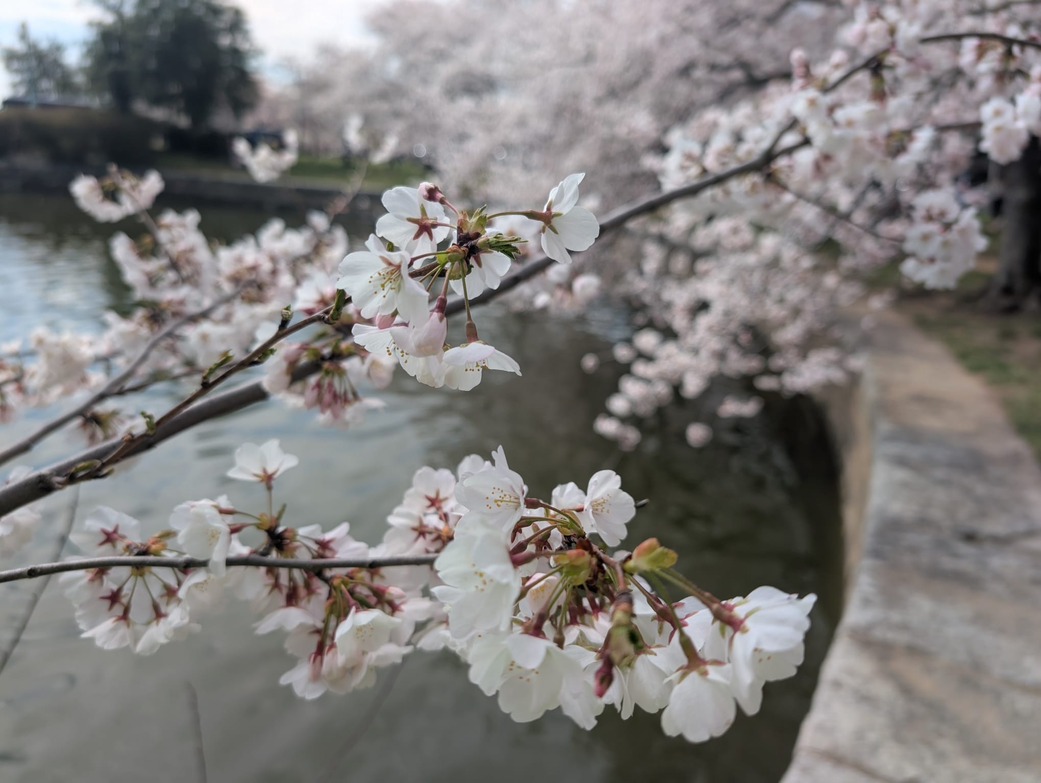 Cherry_Blossom_trip