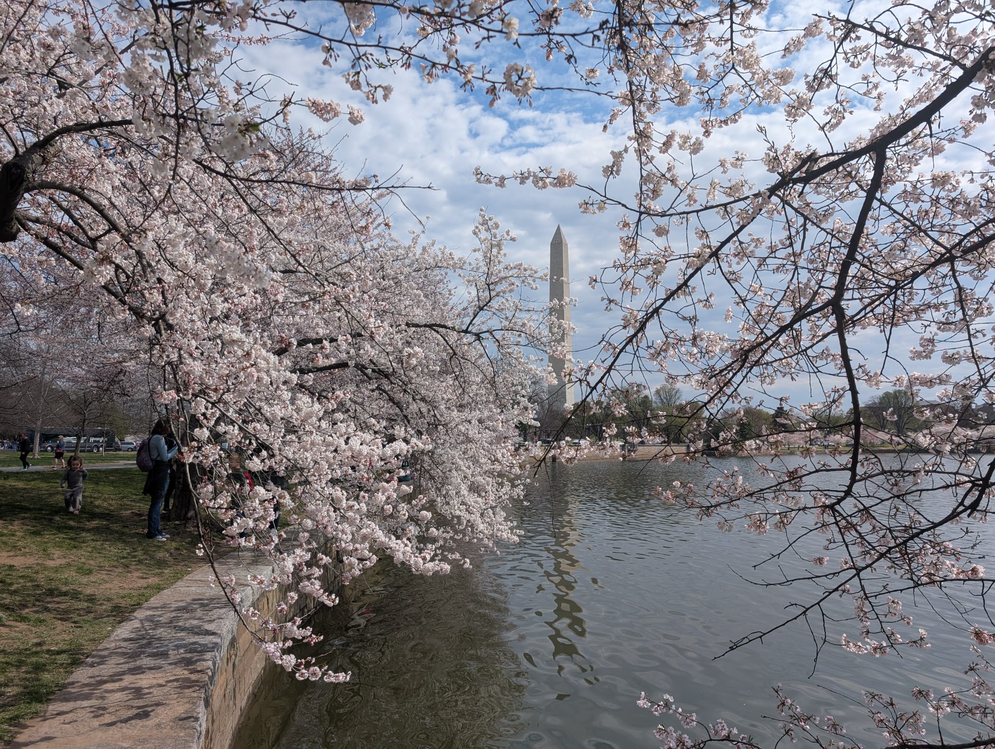 Cherry_Blossom_trip