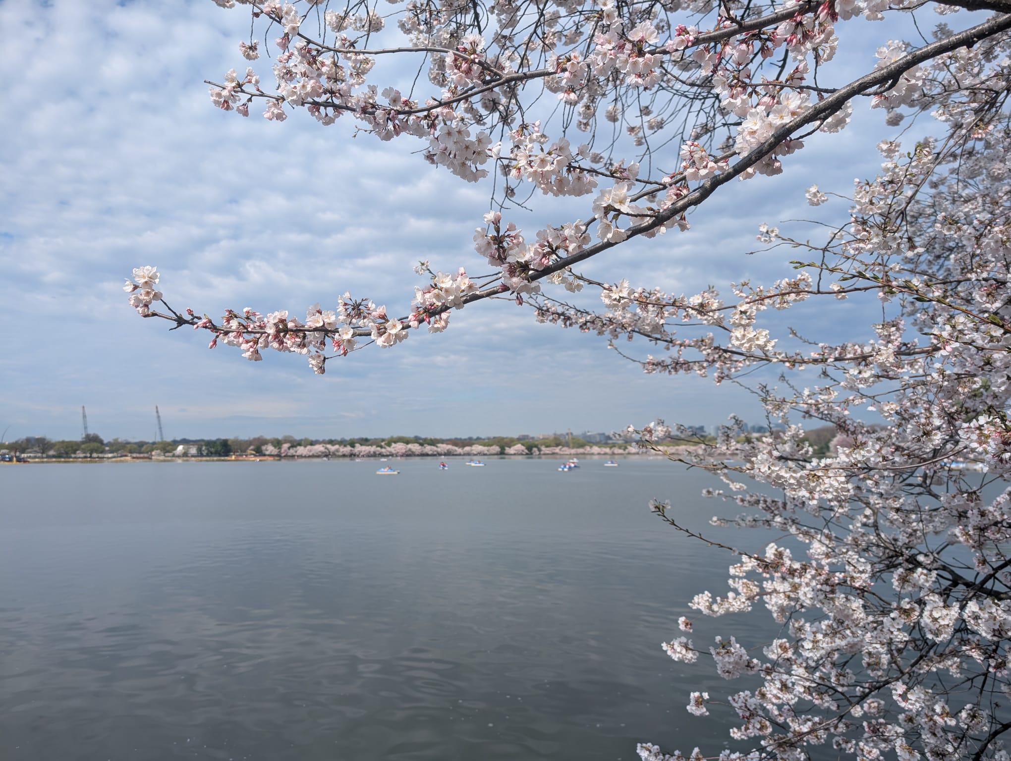 Cherry_Blossom_trip