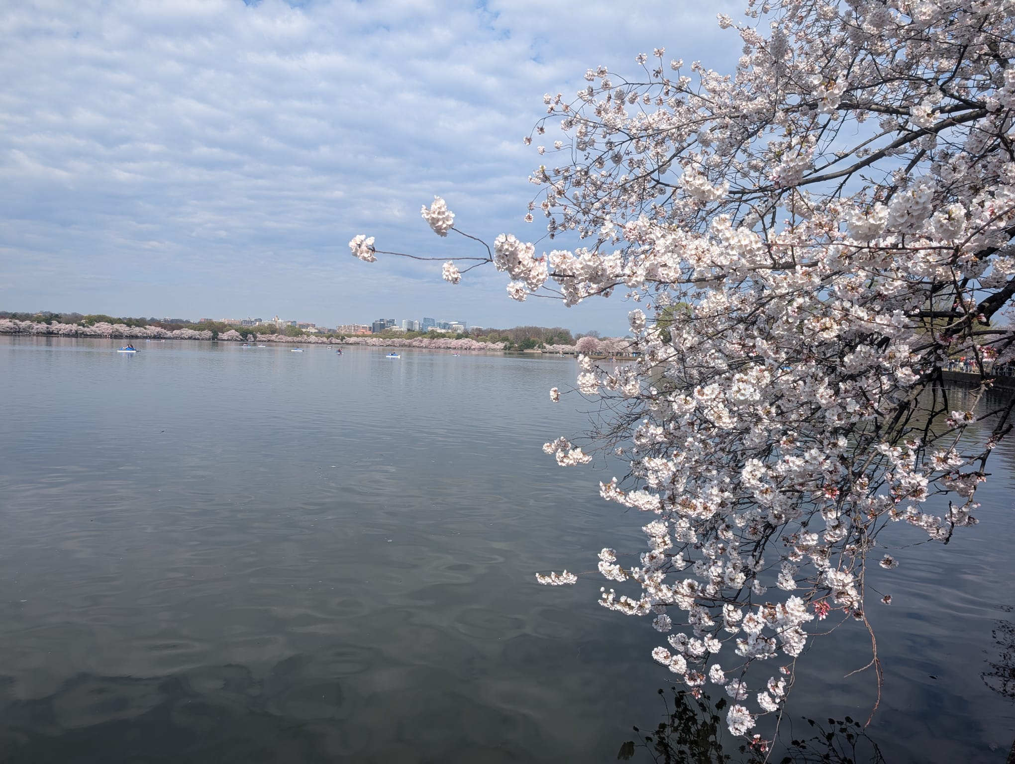 Cherry_Blossom_trip