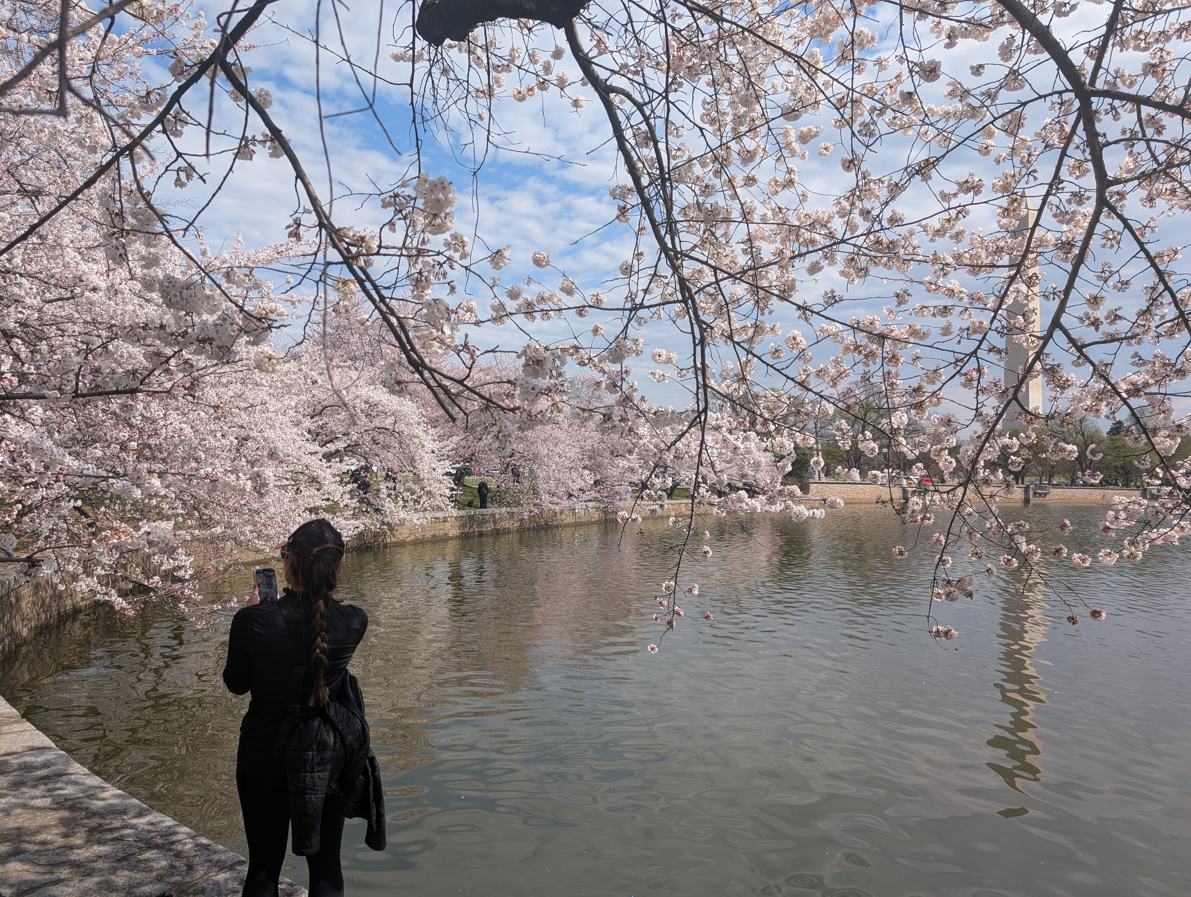 Cherry_Blossom_trip