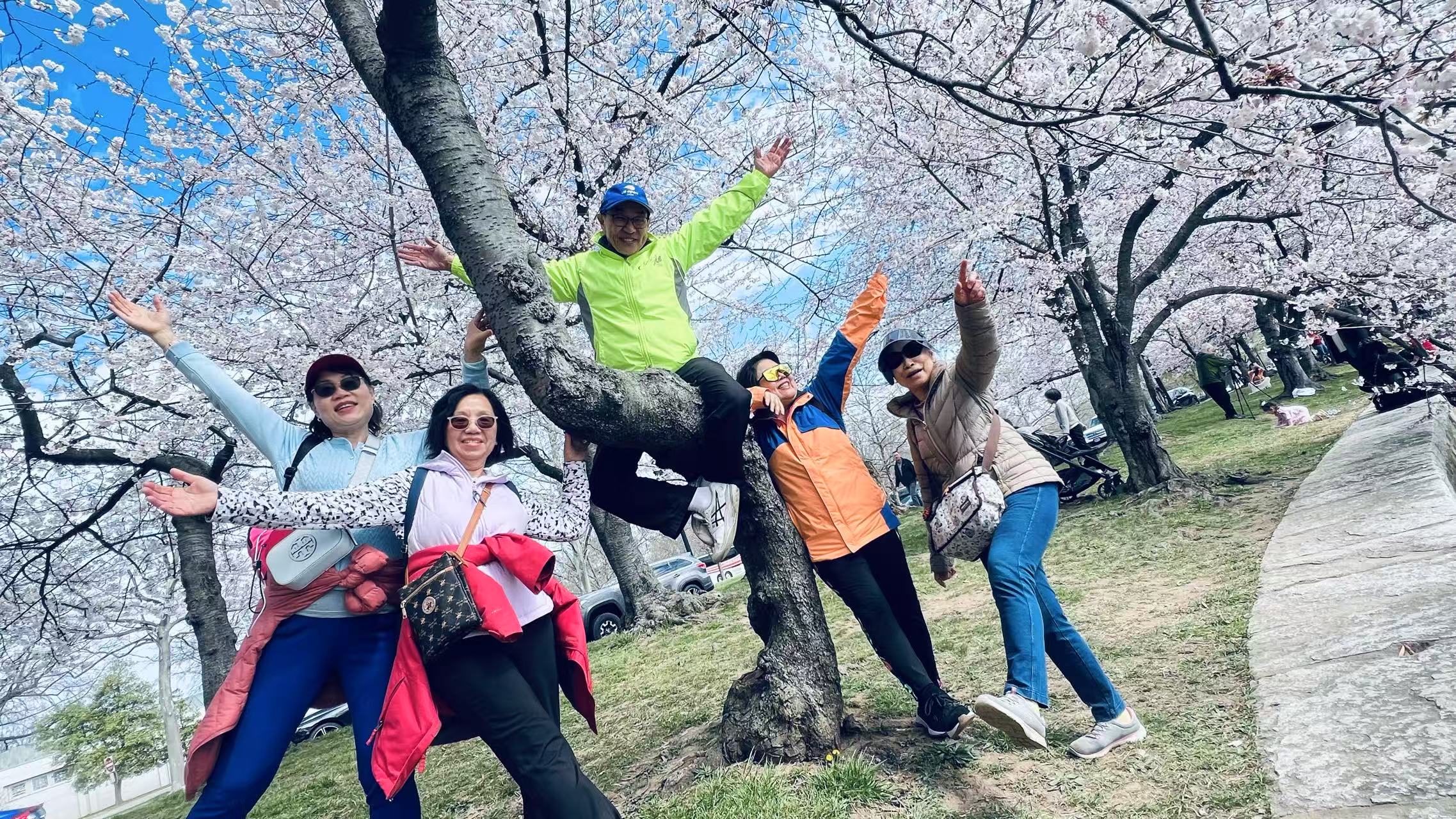 Cherry_Blossom_trip