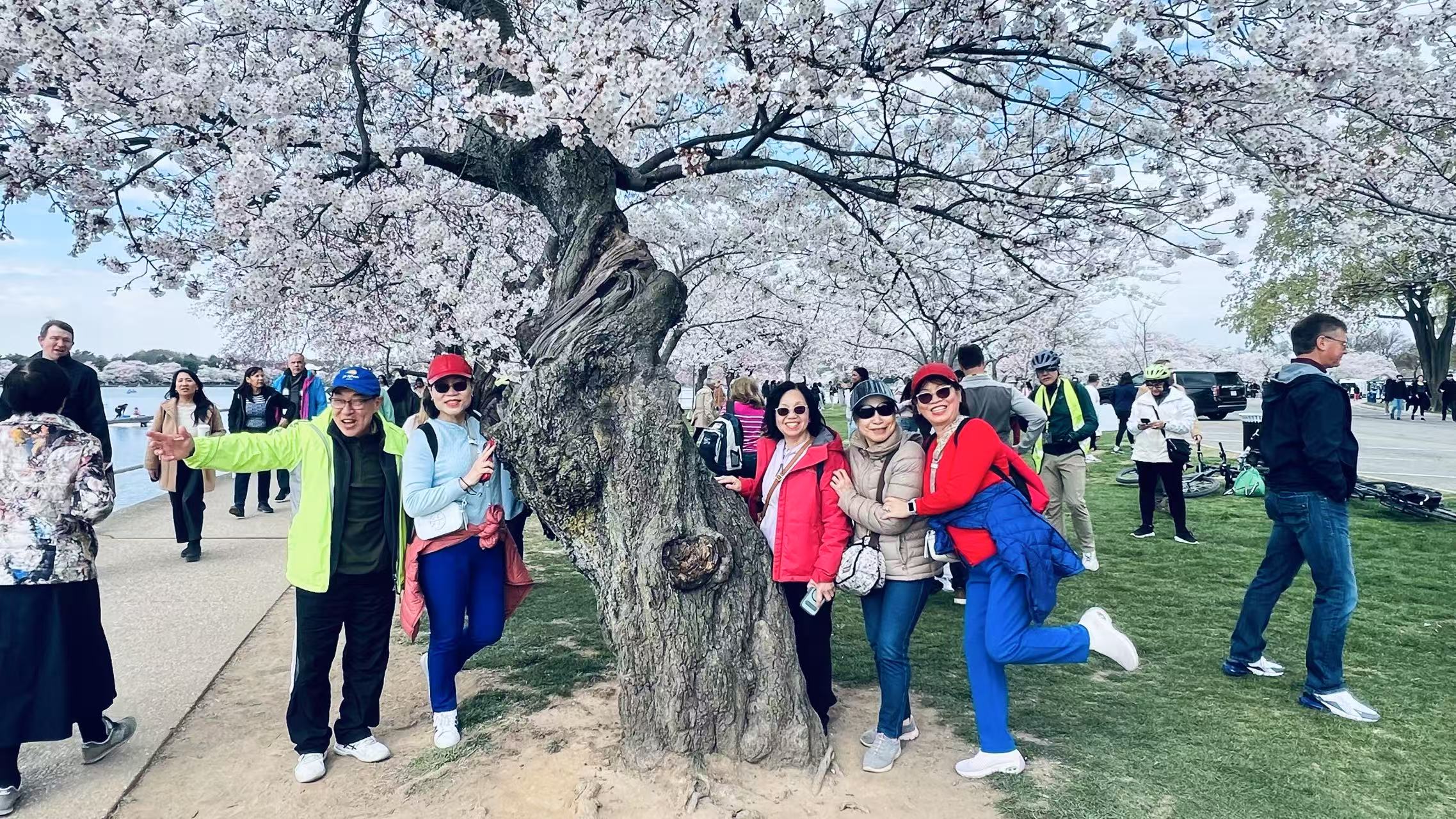 Cherry_Blossom_trip